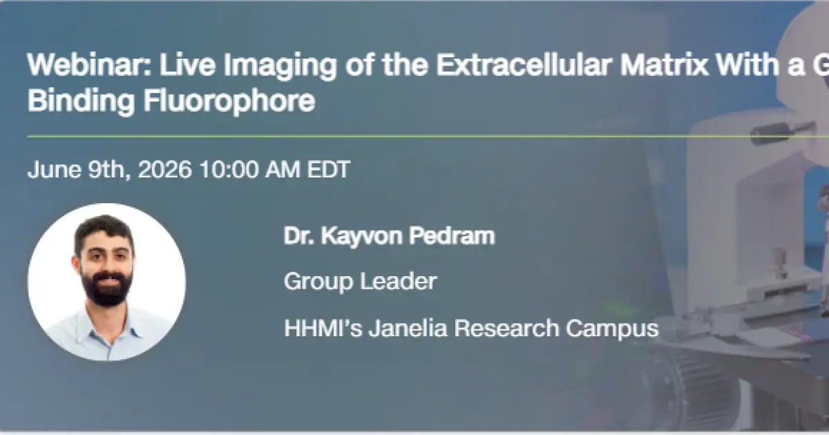 Live Imaging of the Extracellular Matrix With a Glycan-Binding Fluorophore